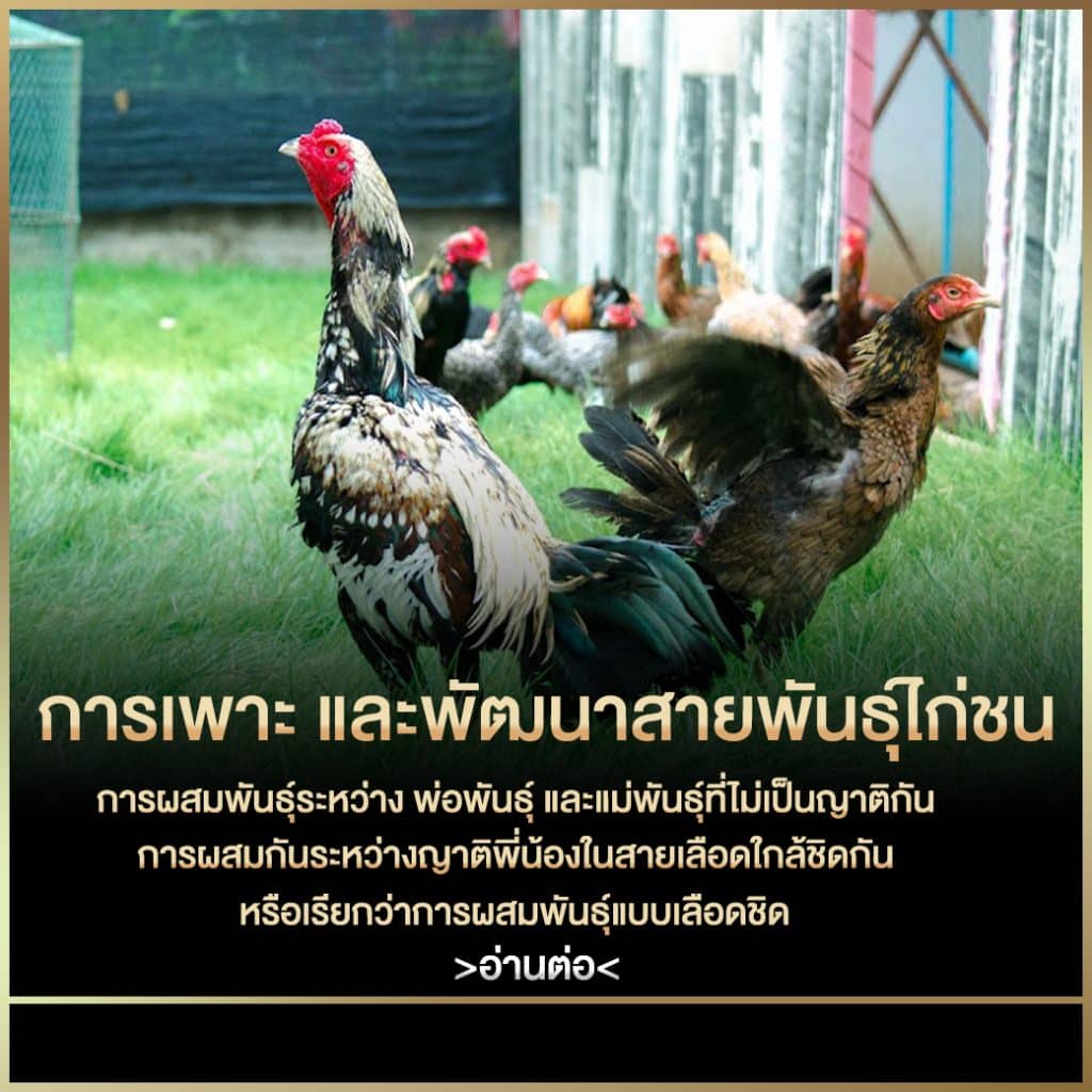 การพัฒนาสายพันธุ์ไก่ชน