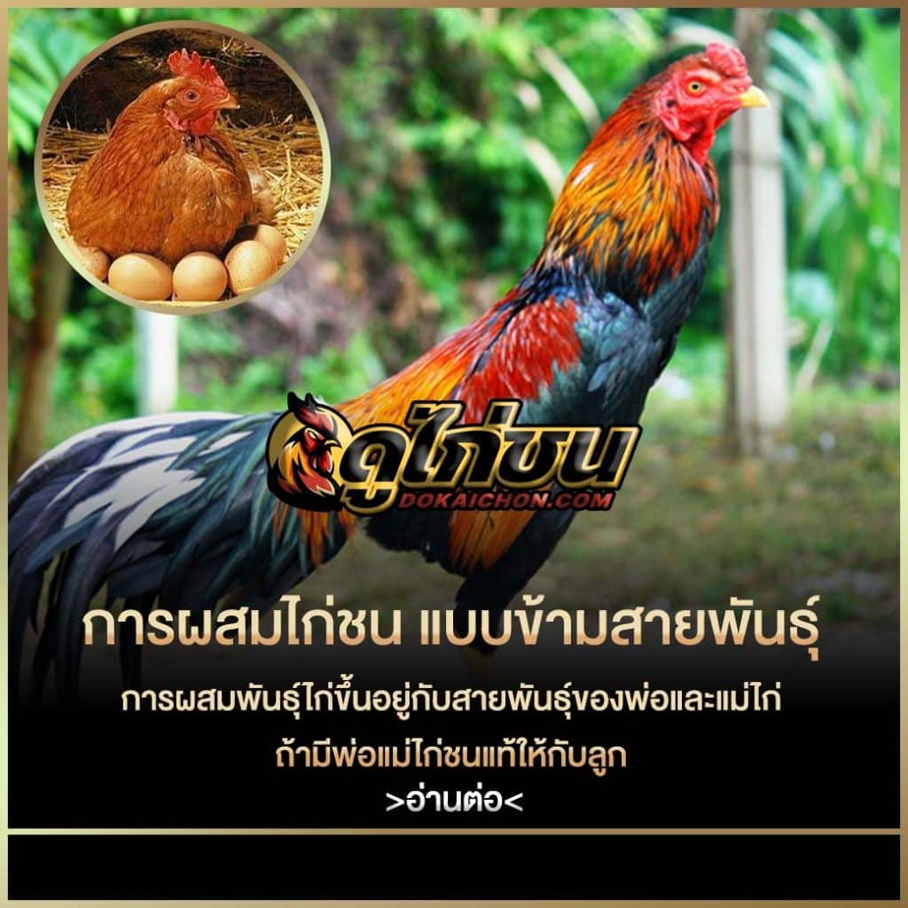 การผสมพันธุ์ไก่ชน