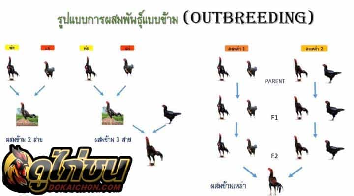 ผสมไก่ชนข้ามสายพันธุ์