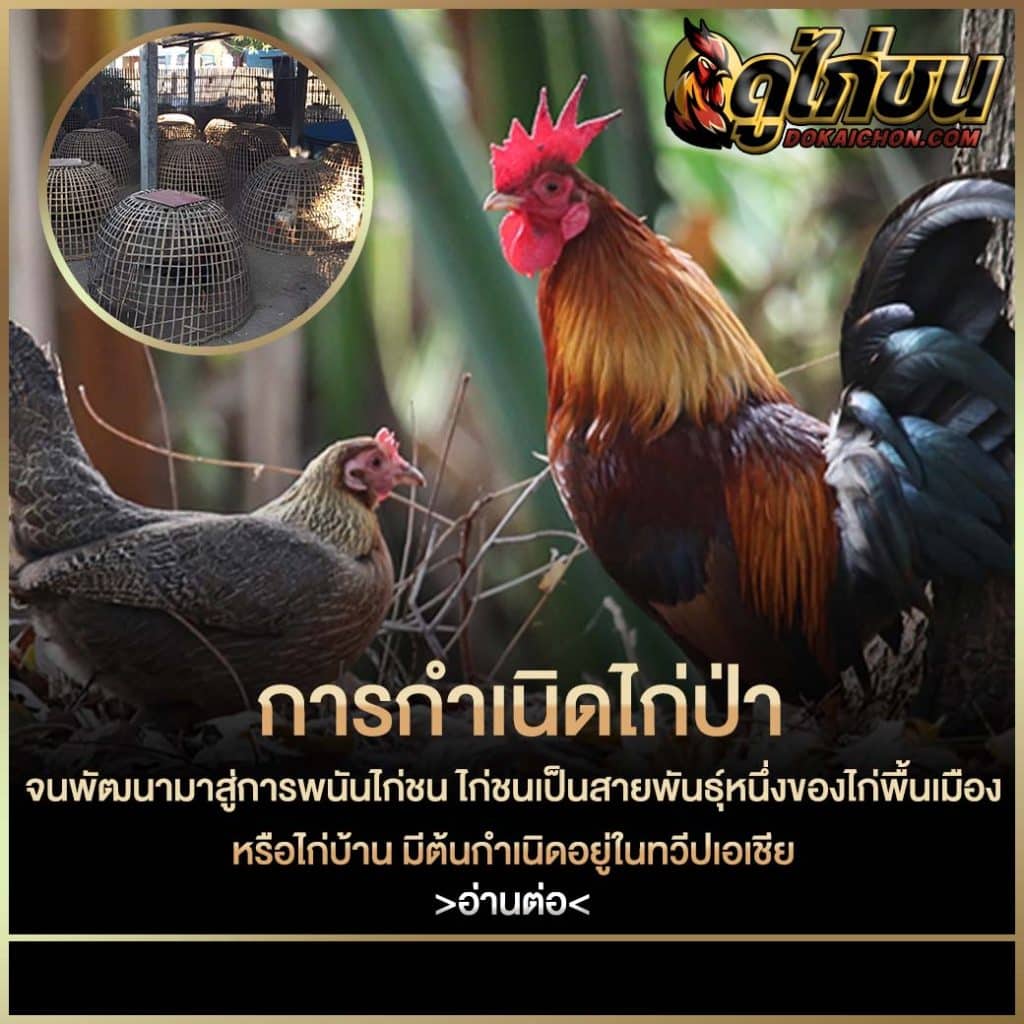 วิวัฒนาการไก่ป่า