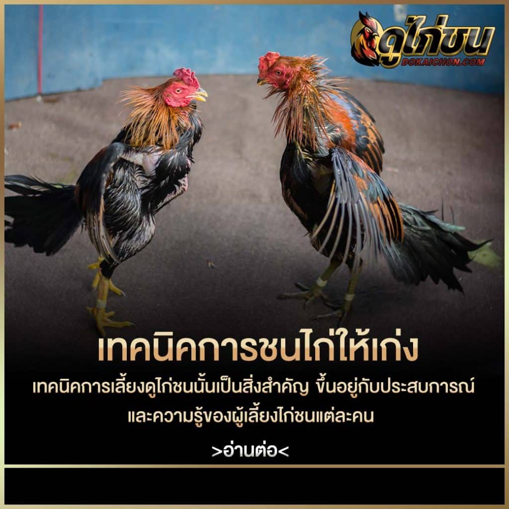 เทคนิคฝึกไก่ให้เก่ง