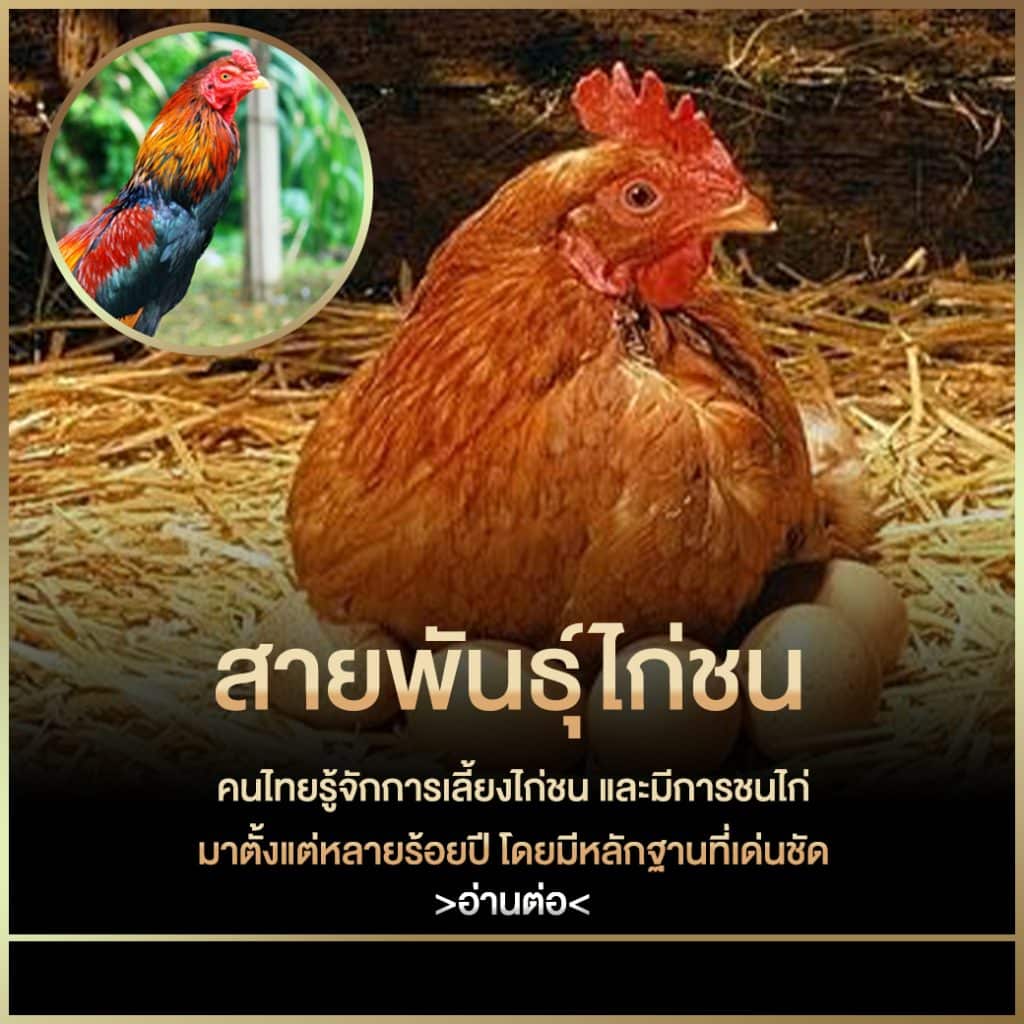 สายพันธุ์ไก่ชน คนไทยรู้จักการเลี้ยงไก่ชน