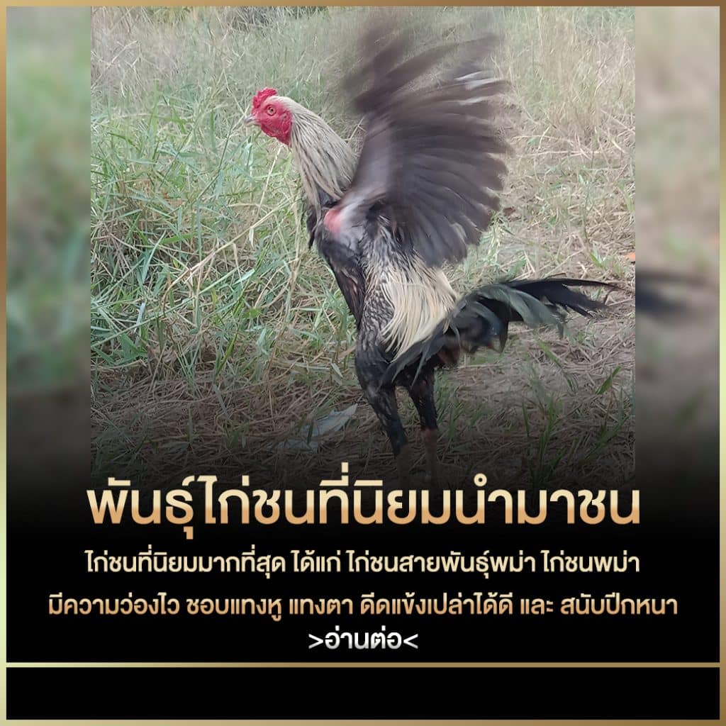 พันธุ์ไก่ชนที่นิยมนำมาชน