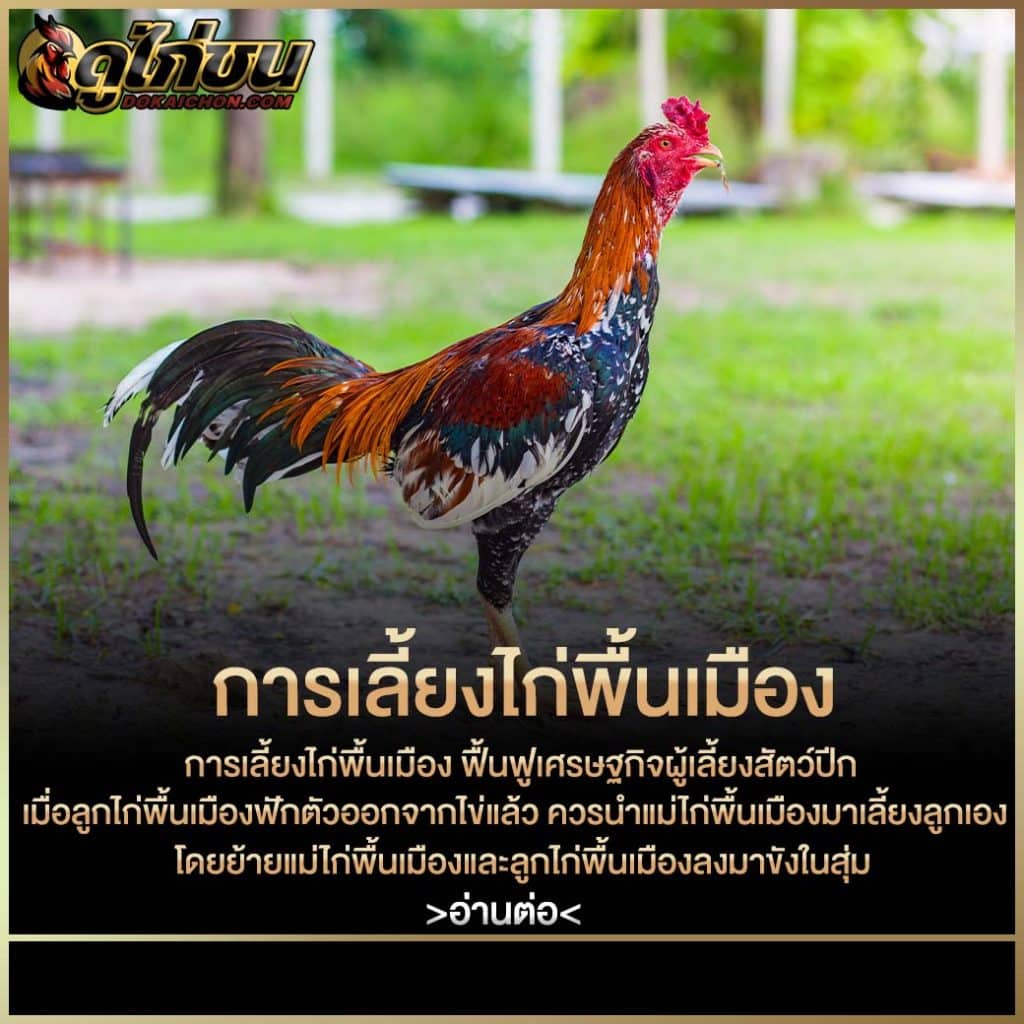 การเลี้ยงไก่พื้นเมือง