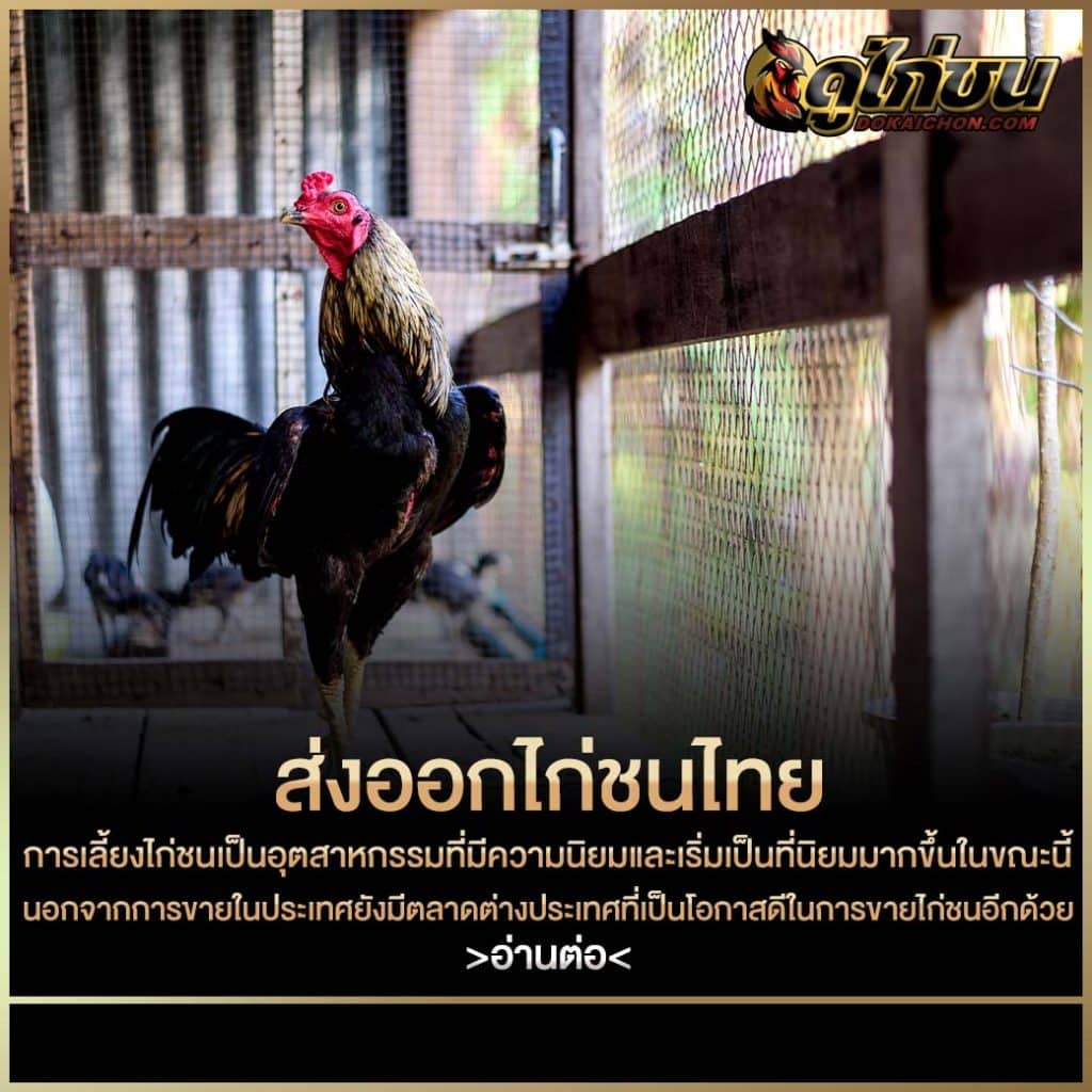 ส่งออกไก่ชนไทย