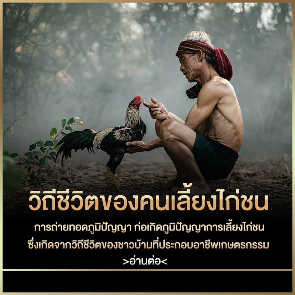 ไก่ชนกิจกรรมประวัติศาสตร์