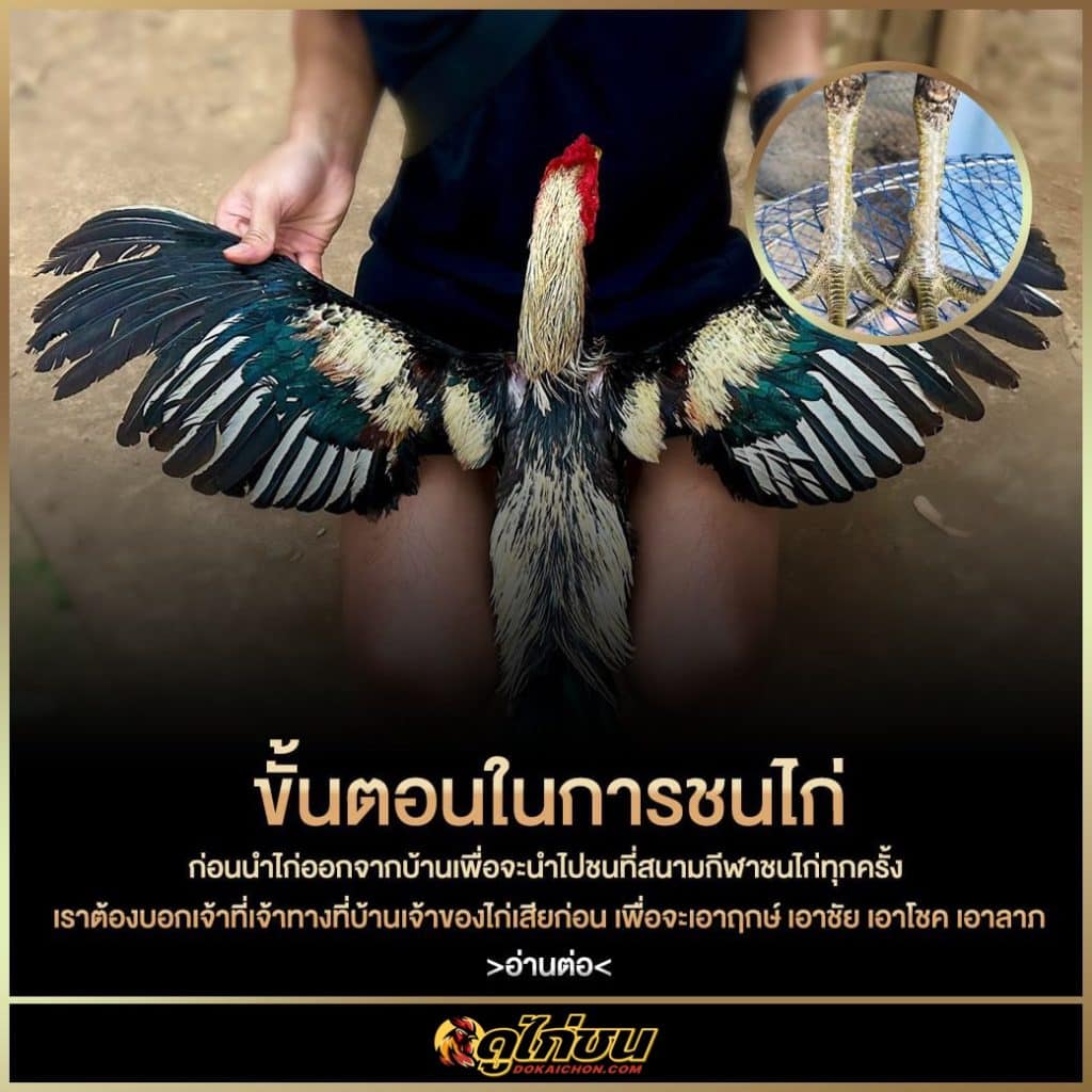 ขั้นตอนในการชนไก่