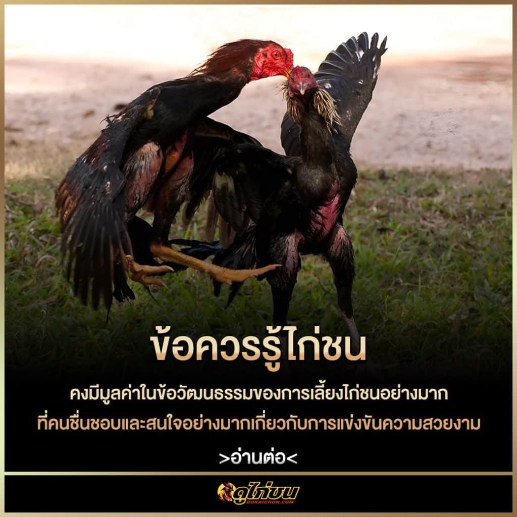 ข้อควรรู้ไก่ชน