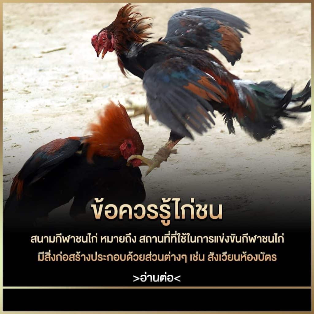 ข้อควรรู้ไก่ชน สนามกีฬาชนไก่