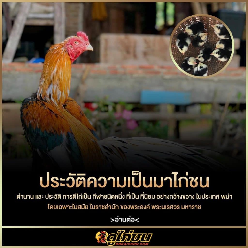 ประวัติความเป็นมาไก่ชน