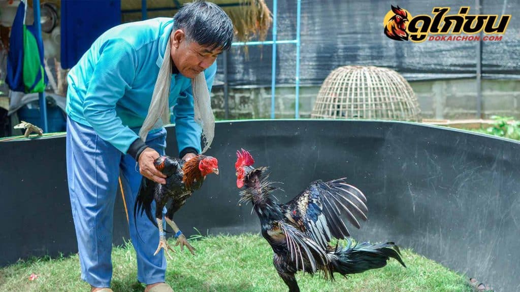 สูตร์การเลี้ยงไก่ใหม่ 10 เดือน